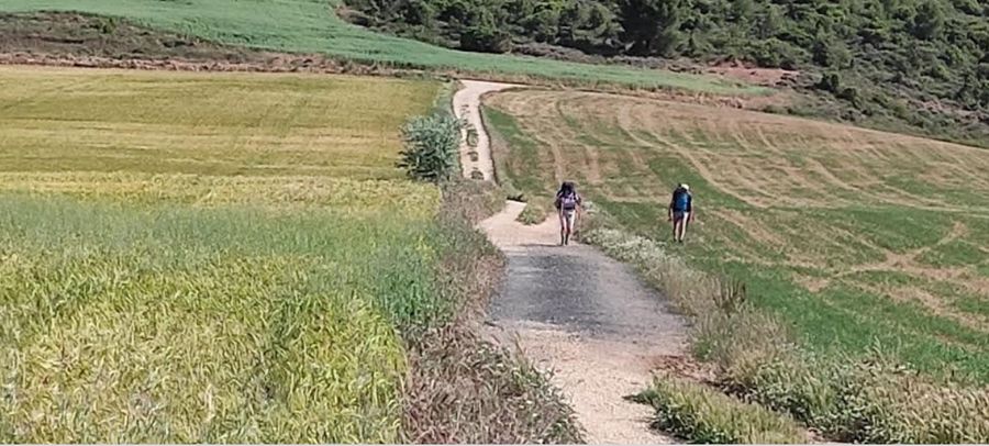 Chemin à travers les champs de blé